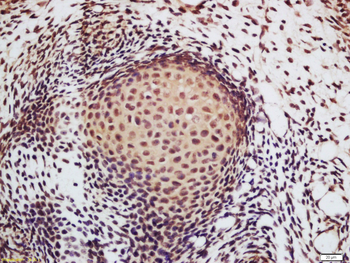 DNAJB7 Rabbit Polyclonal Antibody