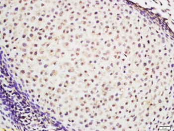 DNAJB9 Rabbit Polyclonal Antibody