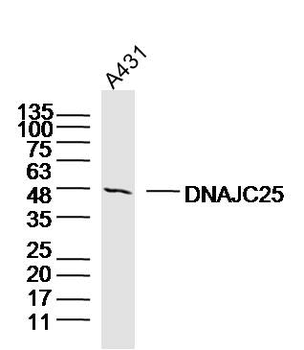 DNAJC25 Rabbit Polyclonal Antibody