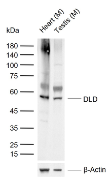 DLD Rabbit Polyclonal Antibody