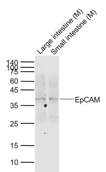 EpCAM Rabbit Polyclonal Antibody