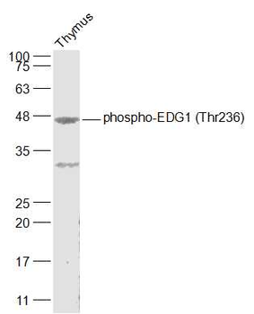 Phospho-EDG1 (Thr236) Rabbit Polyclonal Antibody
