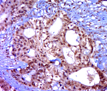 Phospho-eIF2B epsilon (Ser539) Rabbit Polyclonal Antibody