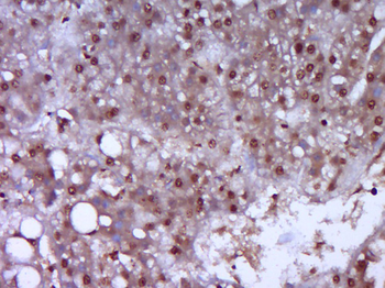 Phospho-eIF2B epsilon (Ser539) Rabbit Polyclonal Antibody