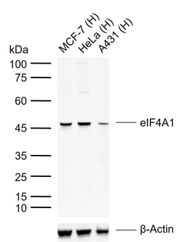 EIF4A1 Rabbit Polyclonal Antibody