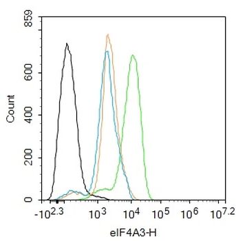 EIF4A3 Rabbit Polyclonal Antibody