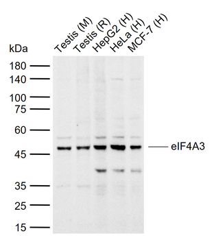EIF4A3 Rabbit Polyclonal Antibody