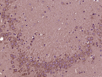 EIF4A2 Rabbit Polyclonal Antibody