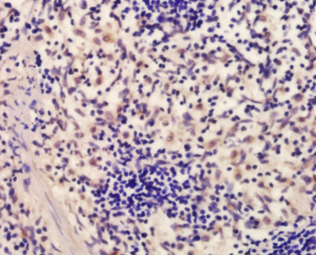 EIF4ENIF1 Rabbit Polyclonal Antibody