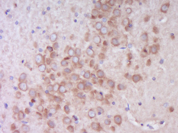 Phospho-EIF4B (Ser406) Rabbit Polyclonal Antibody