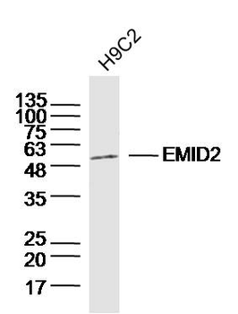 EMID2 Rabbit Polyclonal Antibody