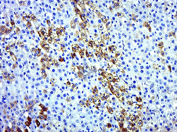 ERp57 Rabbit Polyclonal Antibody