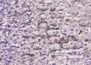 FAM83H Rabbit Polyclonal Antibody