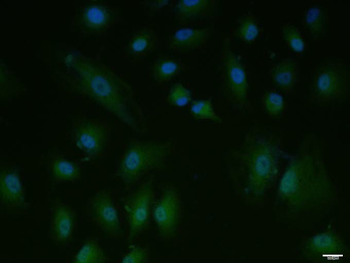 NeuN Rabbit Polyclonal Antibody
