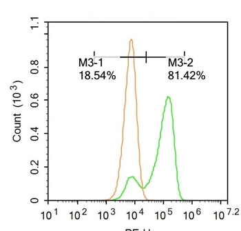 NeuN Rabbit Polyclonal Antibody