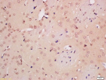 NeuN Rabbit Polyclonal Antibody