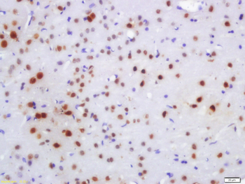 NeuN Rabbit Polyclonal Antibody