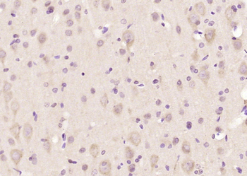 FKBP1A Rabbit Polyclonal Antibody
