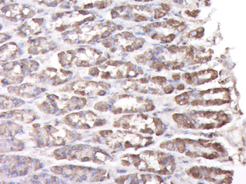 FAM5C Rabbit Polyclonal Antibody