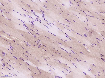 FBX40 Rabbit Polyclonal Antibody