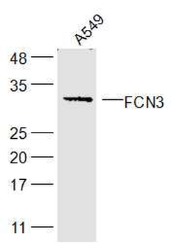FCN3 Rabbit Polyclonal Antibody