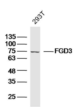 FGD3 Rabbit Polyclonal Antibody