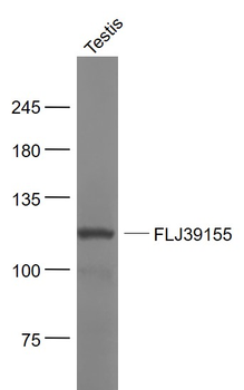 FLJ39155 Rabbit Polyclonal Antibody