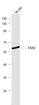 FAR2 Rabbit Polyclonal Antibody