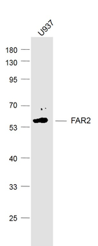 FAR2 Rabbit Polyclonal Antibody