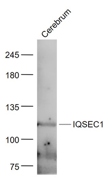GEP100/IQSEC1 Rabbit Polyclonal Antibody
