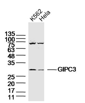 GIPC3 Rabbit Polyclonal Antibody