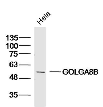GOLGA8B Rabbit Polyclonal Antibody