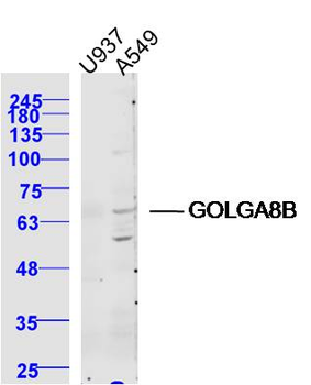 GOLGA8B Rabbit Polyclonal Antibody