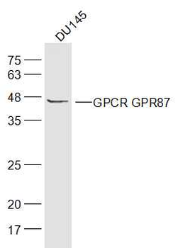 GPCR GPR87 Rabbit Polyclonal Antibody