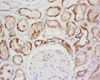 GPCR ORF4/GPCR GPR137 Rabbit Polyclonal Antibody