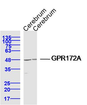 GPR172A Rabbit Polyclonal Antibody