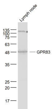 GPR83 Rabbit Polyclonal Antibody