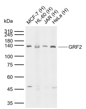 GRF2 Rabbit Polyclonal Antibody