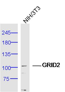 GRID2 Rabbit Polyclonal Antibody