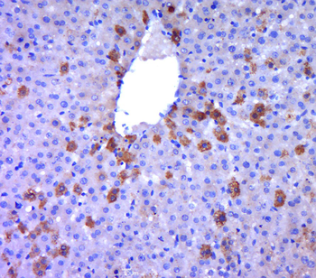 GRPEL2 Rabbit Polyclonal Antibody