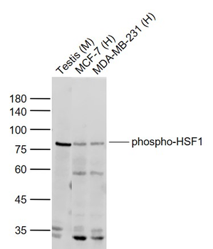 Phospho-HSF1 (Ser303 + Ser307) Rabbit Polyclonal Antibody