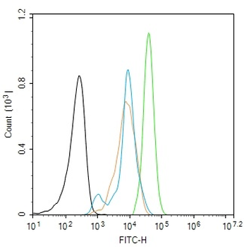 Phospho-HSF1 (Thr142) Rabbit Polyclonal Antibody