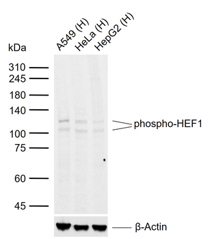 Phospho-HEF1 (Ser369) Rabbit Polyclonal Antibody