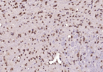 HnRNP Q Rabbit Polyclonal Antibody