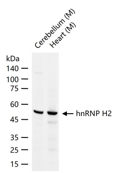 HnRNP H2 Rabbit Polyclonal Antibody