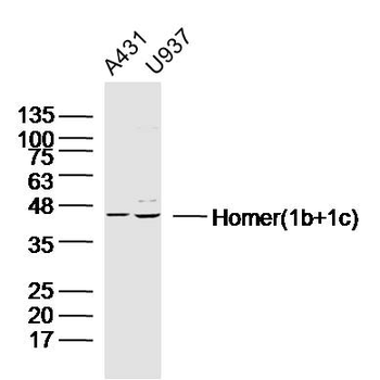Homer (1b+1c) Rabbit Polyclonal Antibody