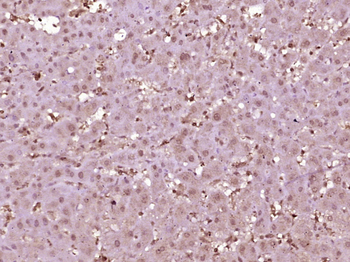 HRSP12 Rabbit Polyclonal Antibody