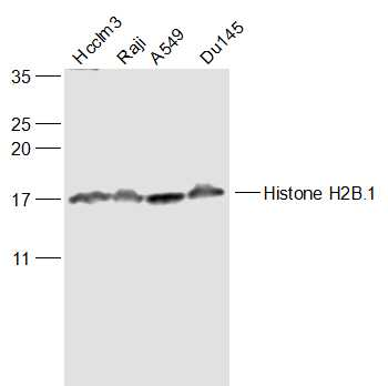 HIST1H2BJ/Histone H2B.1 Rabbit Polyclonal Antibody