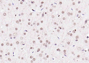 Histone H3.1 Rabbit Polyclonal Antibody