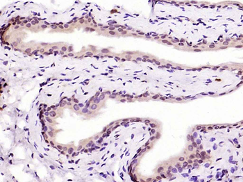 HMG4/HMGB3 Rabbit Polyclonal Antibody